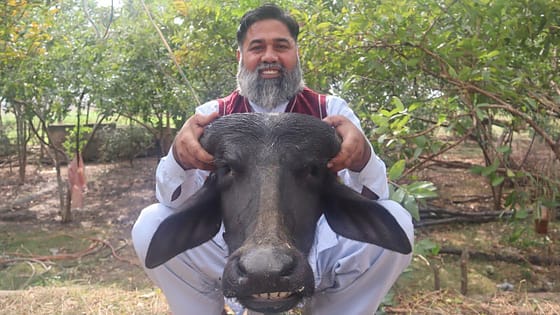 Siri Recipe | Beef Head Cleaning And Cooking | Bison Head Recipe | Mubarak Ali | Tour And Taste